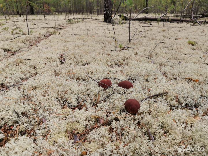 Белый гриб маринованый