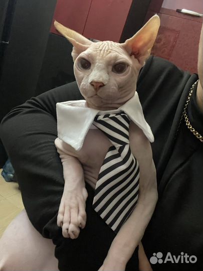 Ишем кошку для вязки