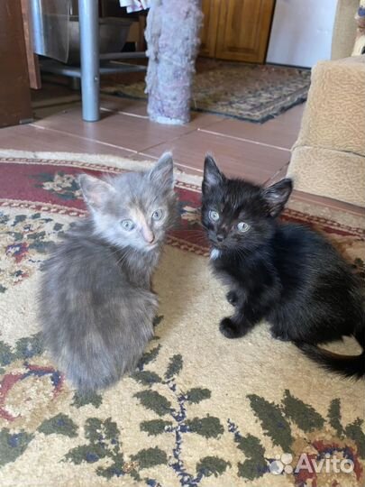 Котенок в дар бесплатно