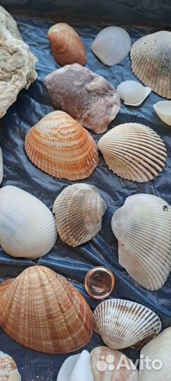 Морские ракушки раковины