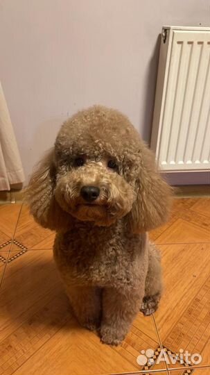 Той-пудель для вязки