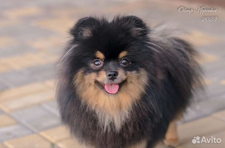 Девочка помераночка