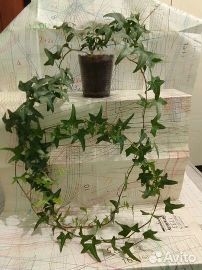 Плющ Хедера