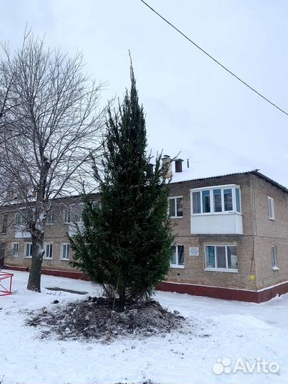 Крупномеры. крупномерные деревья. сосна. ель. бере