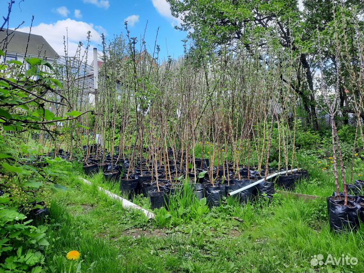 Ред Чив и другие сорта яблонь