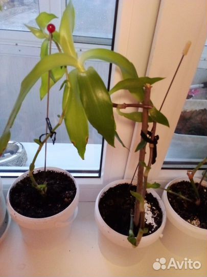 Растение золотой ус