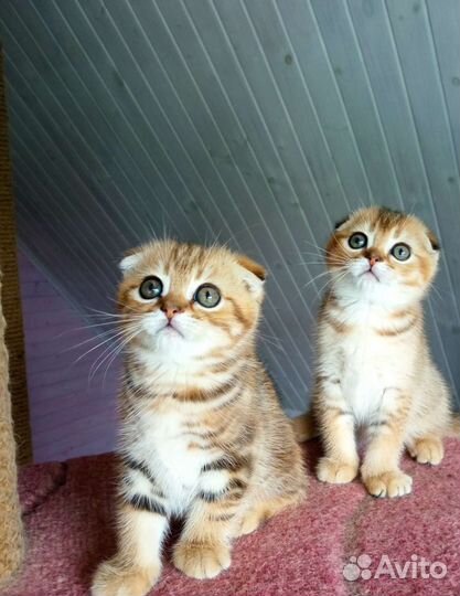 Котики с документами золотые