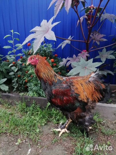 Брама колумбийская, куропатчатая