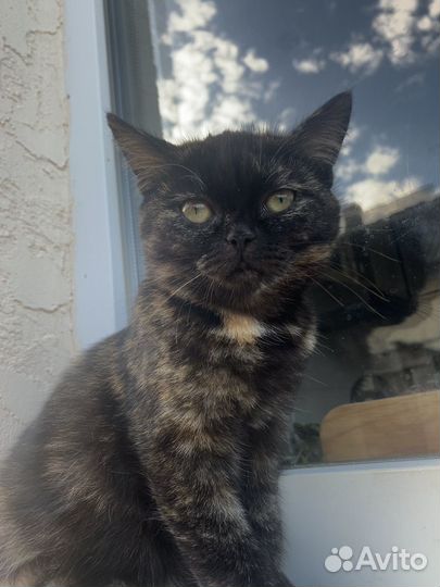 Котята метисы