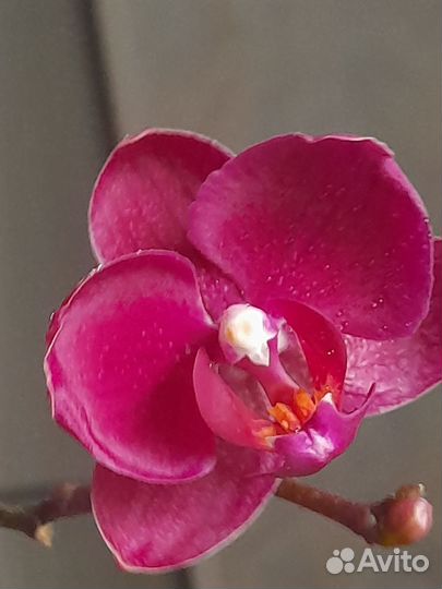 Орхидея карлик. Дюшенея, земляника декоративная