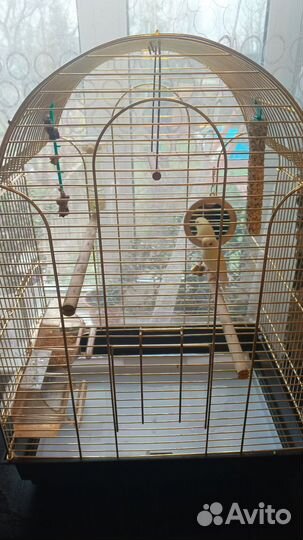 Волнистый попугай с клеткой