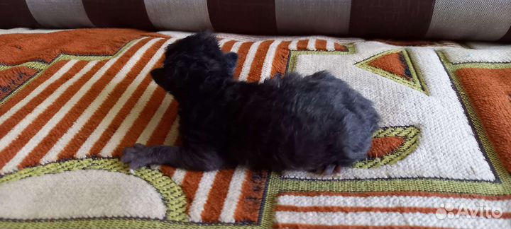 Шотландские котята метисы в добрые руки