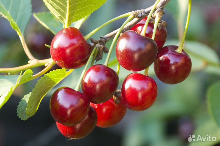 Вишня свежая
