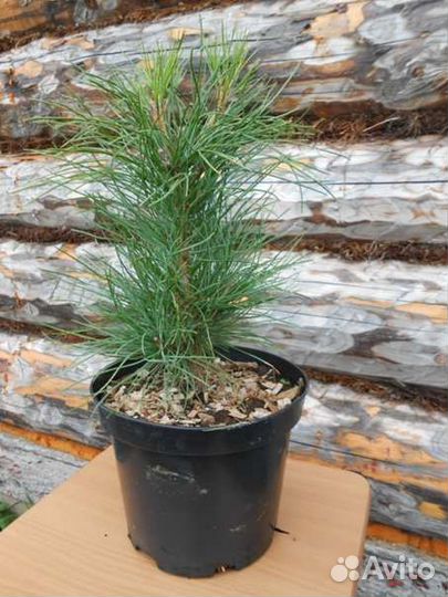 Саженцы сосны,берёзы, орешника,дуба,лиственницы