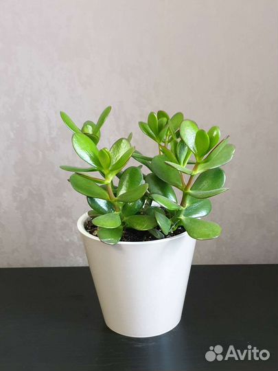 Толстянка (лат.Crаssula)