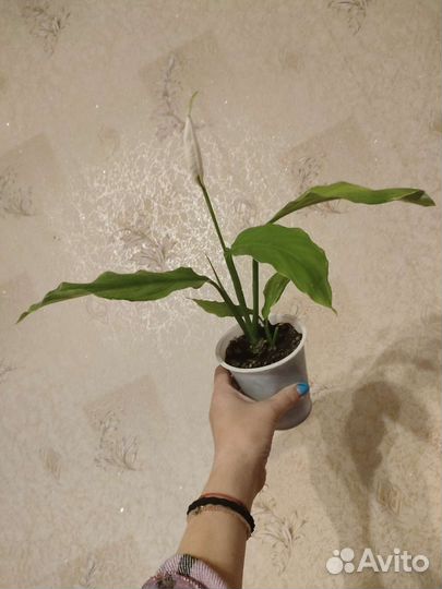 Спатифиллум цветущий