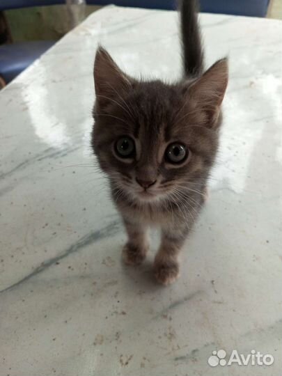 Кошка
