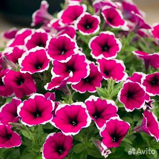 Вегетативная петуния