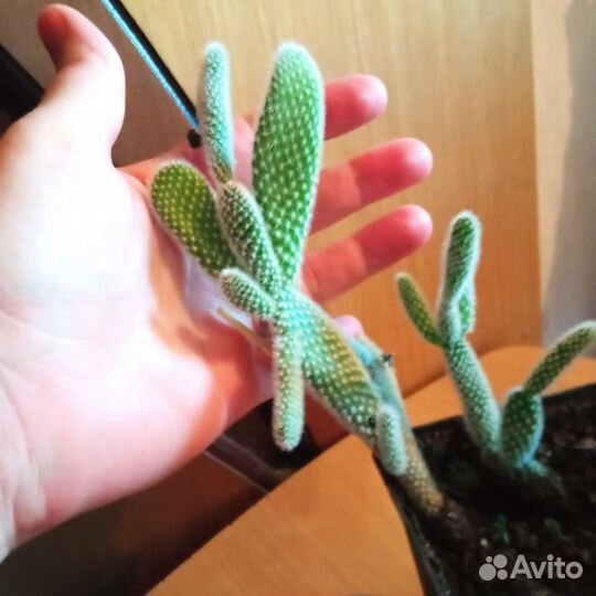 Кактус опунция.2 корня, (цена за всё)