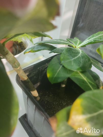 Черенки адениума