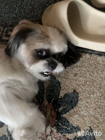 Ши-тцу вязка