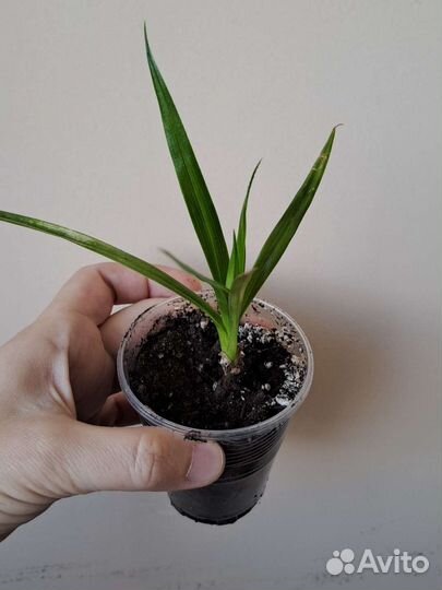 Комнатный цветок Пальма Панданус