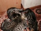 Бенгальские котята объявление продам