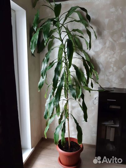 Комнатные цветы драцена
