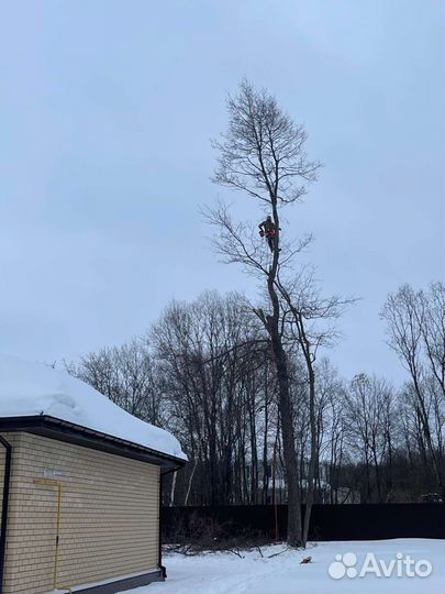 Спил деревьев