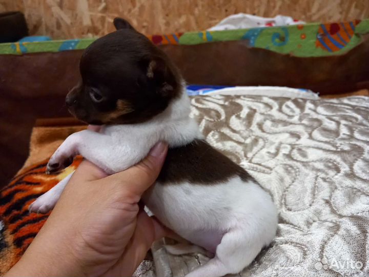 Щенки чихуахуа