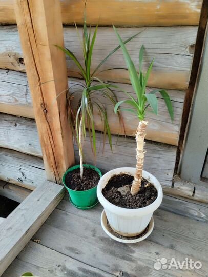 Пальмы Драцена и юкка