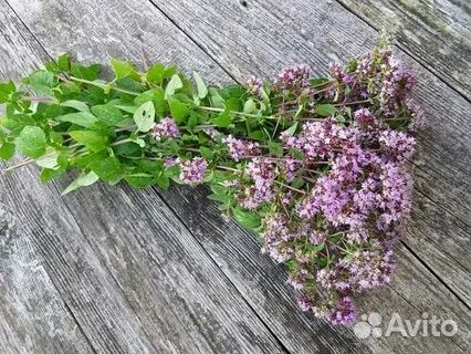 Рассада душистых трав