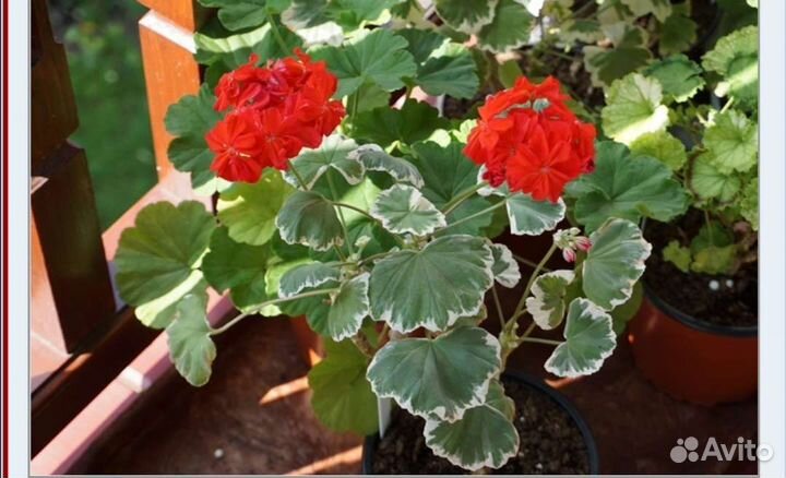 Укорененные черенки сортовых пеларгоний