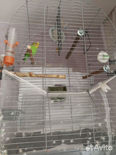 Волнистый попугай