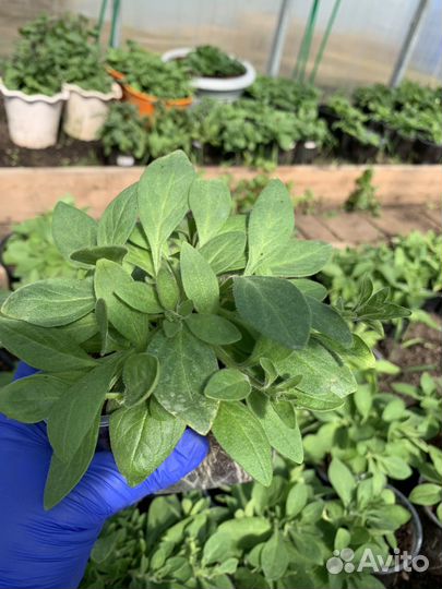 Петуния в кашпо опера, шок вейв, изи вейв