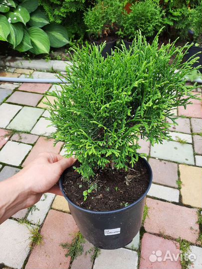 Туя Глобоза Нана саженцы