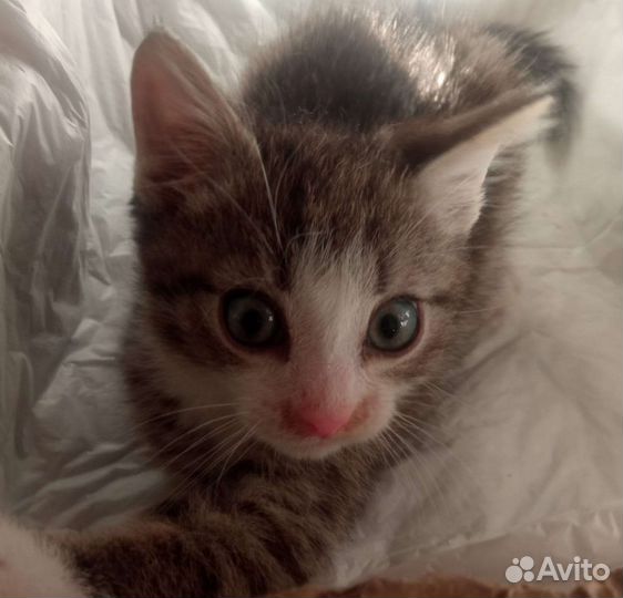 Отдам котенка