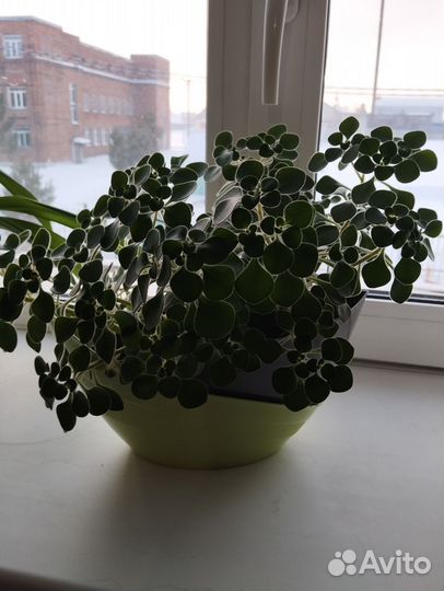 Комнатные цветы