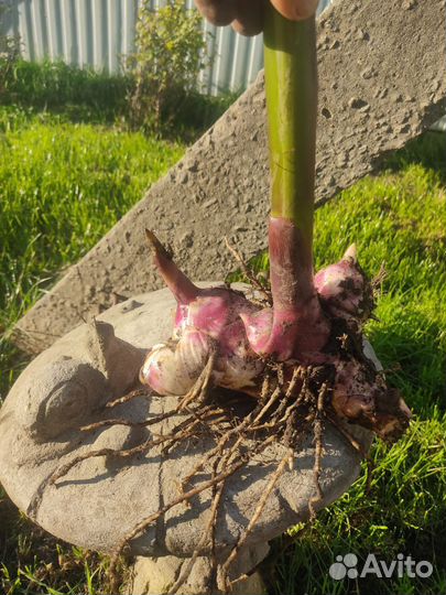 Клубни канны (высокие)