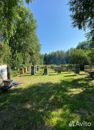 Алтайский мед оптом 2023