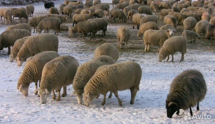 Овцы бараны