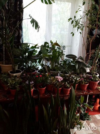 Сансевьера,тещин язык