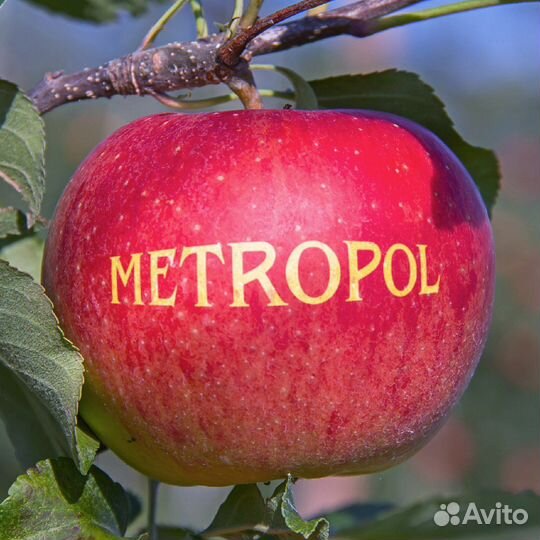 Яблоки на праздник