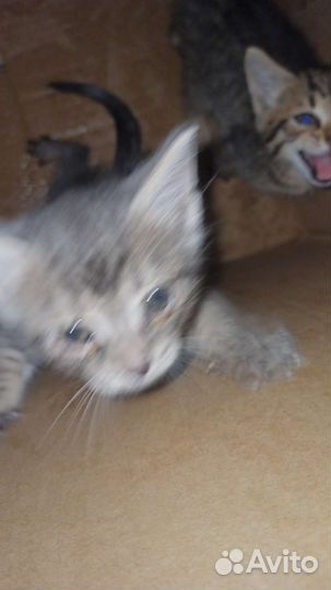 Котята в добрые руки бесплатно