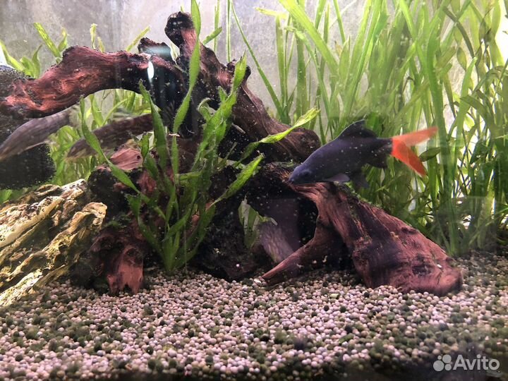 Аквариум 50 л с рыбками и внешним фильтром