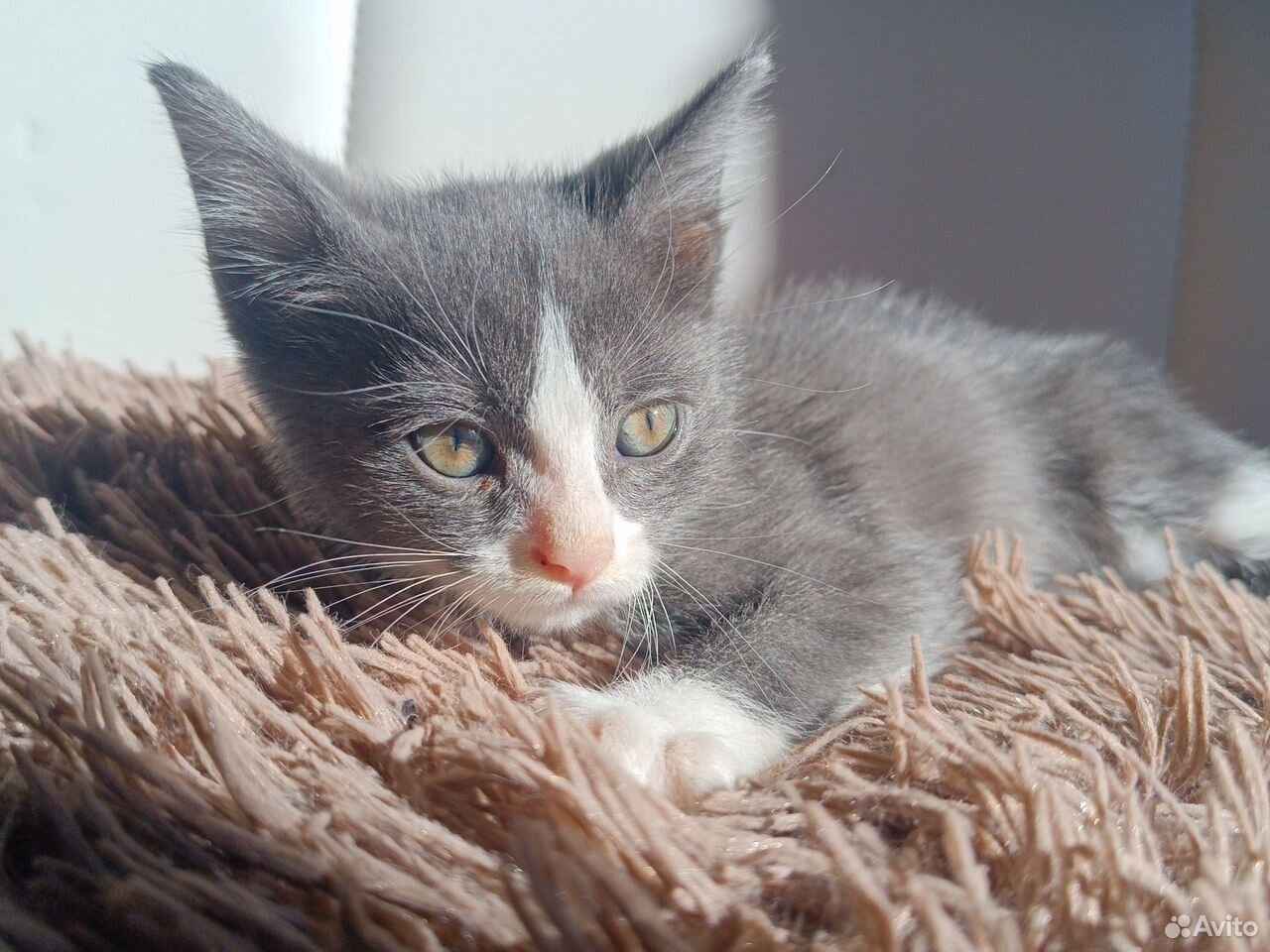 Котёнок в добрые руки, Краснодар