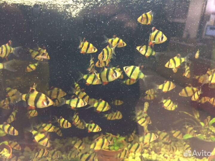 Аквариумные рыбки