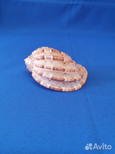 Морские ракушки разных размеров бурса бубо 25см