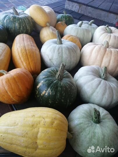 Овощи,Тыква сладкая, капуста, урожай 2023г