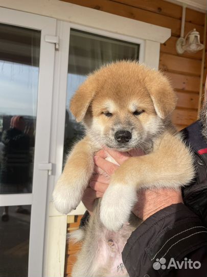 Собака акита ину щенки